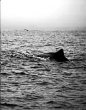 Gull over whale back