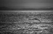 Seagull soaring
