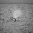 Whale Dive B&W 1