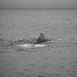 Whale Dive B&W 2