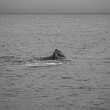 Whale Dive B&W 3