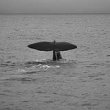 Whale Dive B&W 4