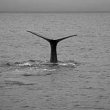 Whale Dive B&W 5