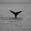 Whale Dive B&W 6