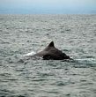 Whale Dive Color 1