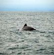 Whale Dive Color 2
