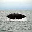 Whale Dive Color 3