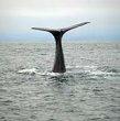Whale Dive Color 4