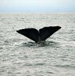 Whale Dive Color 5