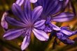 Saturated flower