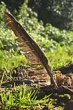 Nature%21~s Mark