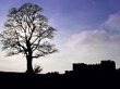 Tree & Castle