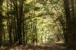 Forest Flare