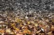 Autumn Contrasts