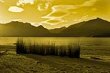Reeds