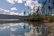 Trees by Lake