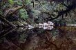 Creek Reflections