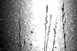 Stem Silhouette