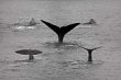 Whale Dive Merged