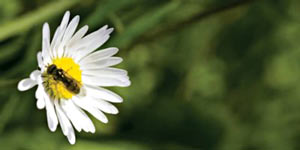 daisy macro