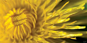 dandelion macro
