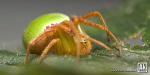 Macro Spider