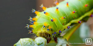 Macro Caterpillar